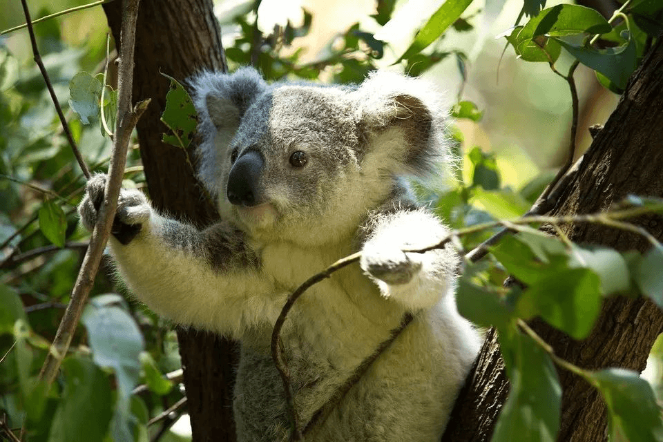 Eucalyptus Trees and Property Development: A Guide to Risks and 